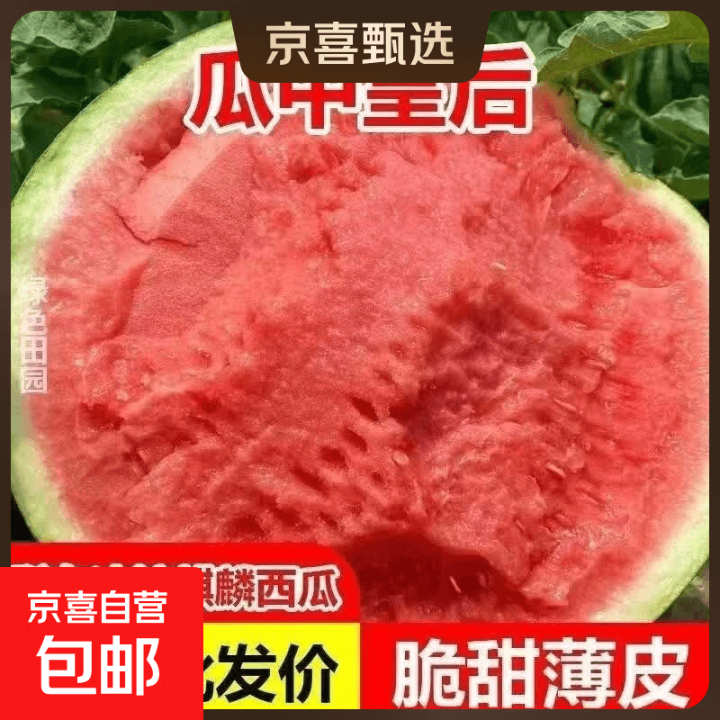 新鲜正宗冰糖麒麟瓜美都西瓜甜美多汁水果皮薄无籽有籽现摘现发 7-8斤【新鲜现摘 皮薄脆甜】
