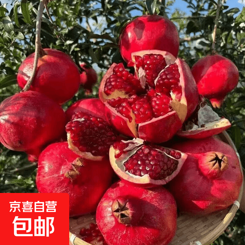 当季会理突尼斯软籽石榴四川会理新鲜水果现摘产地直发大果包邮 两斤200g+