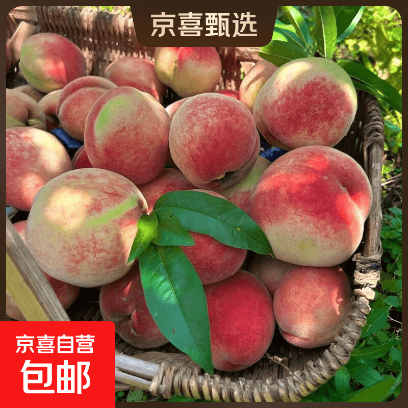 【露天头茬桃】湖北水蜜桃新鲜时令应急水果大毛桃子整箱 带箱2斤大果 净重1.7斤（单果90g+）