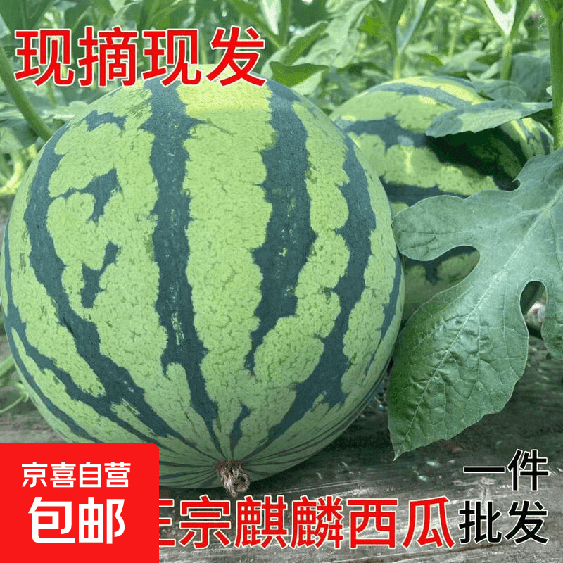 麒麟西瓜之乡郭庙西瓜美都8424新鲜麒麟瓜头茬无籽西瓜孕妇水果 6-8斤【新鲜现摘】