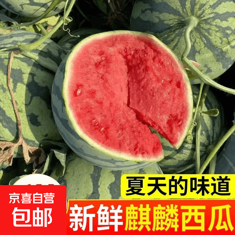 一级果正宗无籽美都麒麟西瓜安徽砀山精品爆汁8424麒麟西瓜 净重5-7斤一个装
