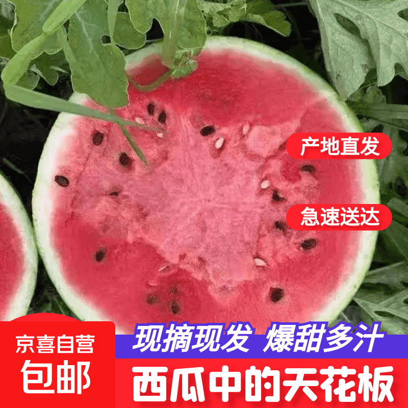精品麒麟西瓜水果生鲜新鲜西瓜8424美都薄皮脆甜可口整箱2 5-6斤