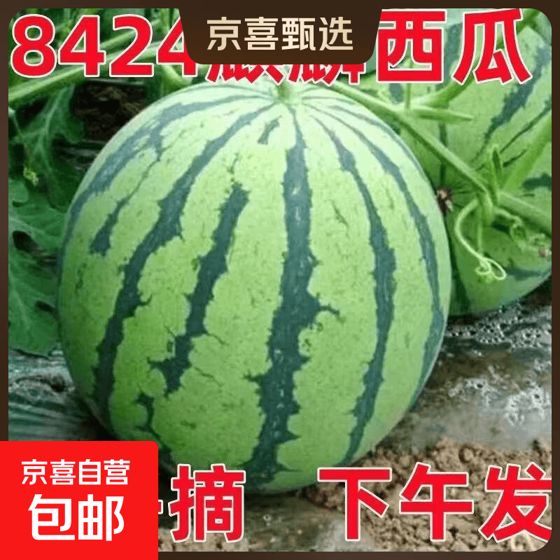 麒麟有籽西瓜水果新鲜西瓜8424美都薄皮脆甜可口西瓜水果麒麟瓜5 8-10斤