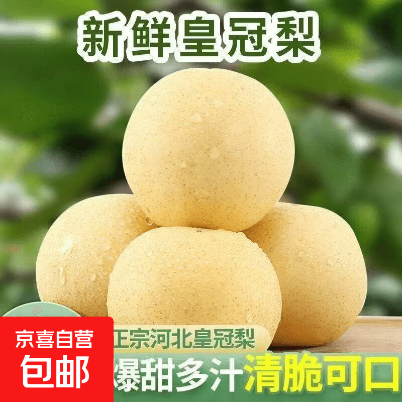河北百年梨乡皇冠梨核心产区冰糖梨小吊梨汤润肺 带箱5斤[净重4.5斤]单果180g-250g 冰糖雪梨 果园直发 京东快递