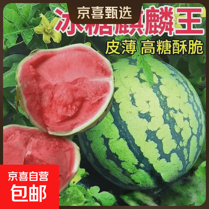 精品麒麟有籽西瓜水果生鲜新鲜西瓜8424美都薄皮脆甜可口整箱 5-6斤