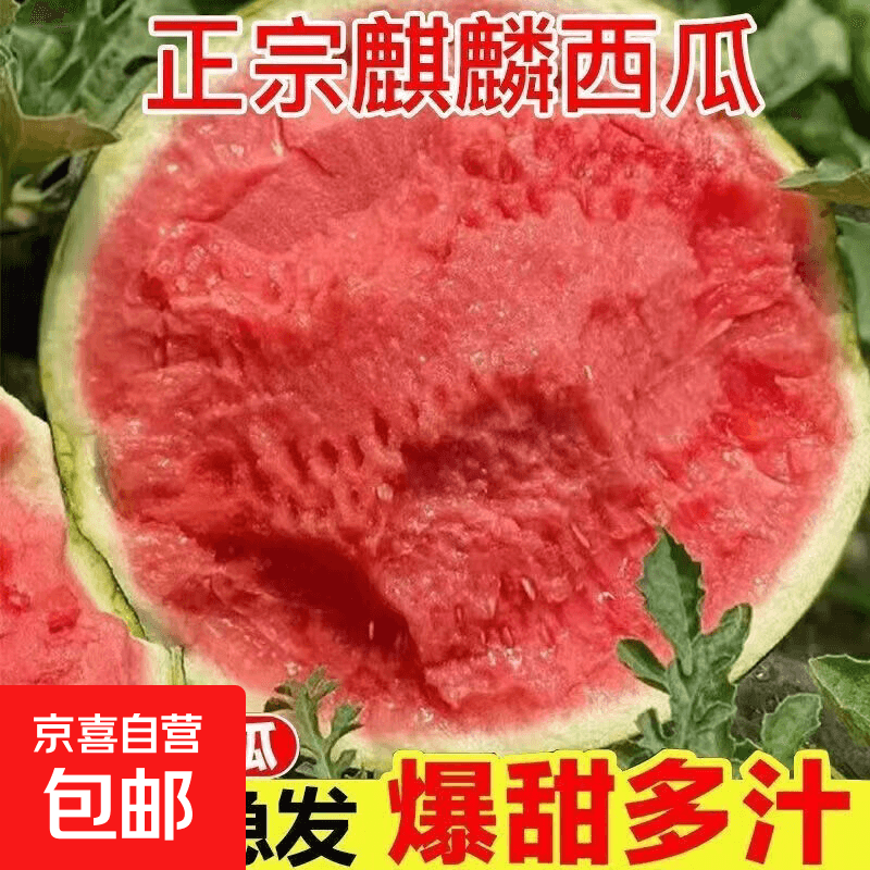正宗美都麒麟西瓜新鲜现摘 8-10斤【新鲜现摘】