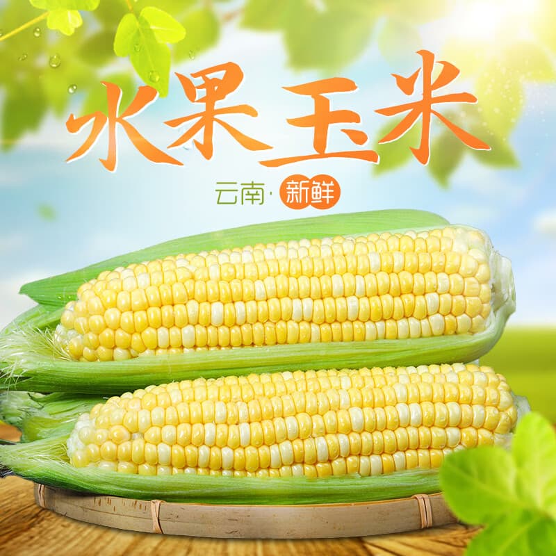 鲜然绿品 云南金银双色水果玉米 新鲜生鲜脆甜玉米棒子嫩包谷 5斤 单果250克+