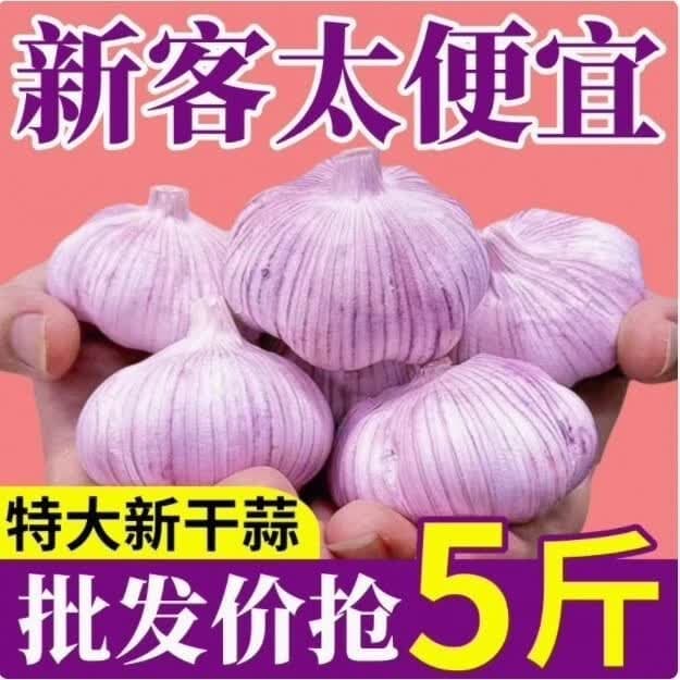 紫皮大蒜山东大蒜农家自种山东产地厘米蒜王2斤鲜蒜大蒜 新干蒜200g(尝鲜装)
