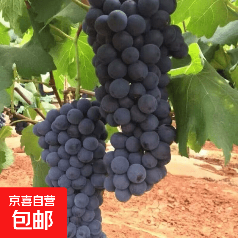 山西夏黑葡萄新鲜果园整箱正宗无籽当季孕妇水果果园大果现采现发 带箱5斤装（净果4.6斤起）