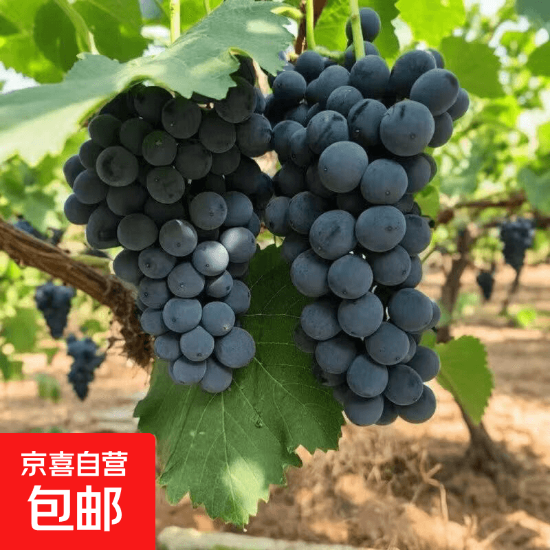 新鲜夏黑葡萄当季无籽葡萄黑提子孕妇新鲜水果可酿酒葡萄新鲜葡萄 带箱2斤装（净果1.5+）