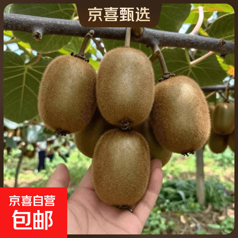【2026产季鲜果】碧玉绿心猕猴桃当季新鲜现摘水果现发整箱包邮 20粒装（单果80克+）净重3.6斤