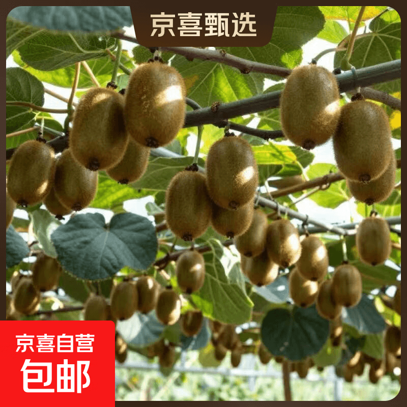 京东预售8月8日前发货河南西峡绿心猕猴桃奇异果当季新鲜孕妇水果 20粒装（单果80克+）