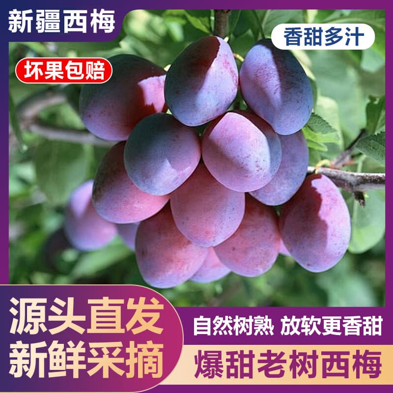 薏品甄鲜西梅 蓝蜜西梅 新鲜采摘 产地直发 净重4.5斤  单果20g+