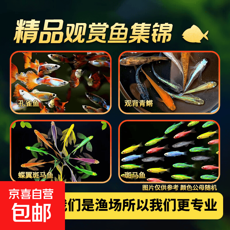 小型观赏鱼集锦 1.5-2cm 【拍2单发5条】蝶翼斑马随机2条1.5-2cm