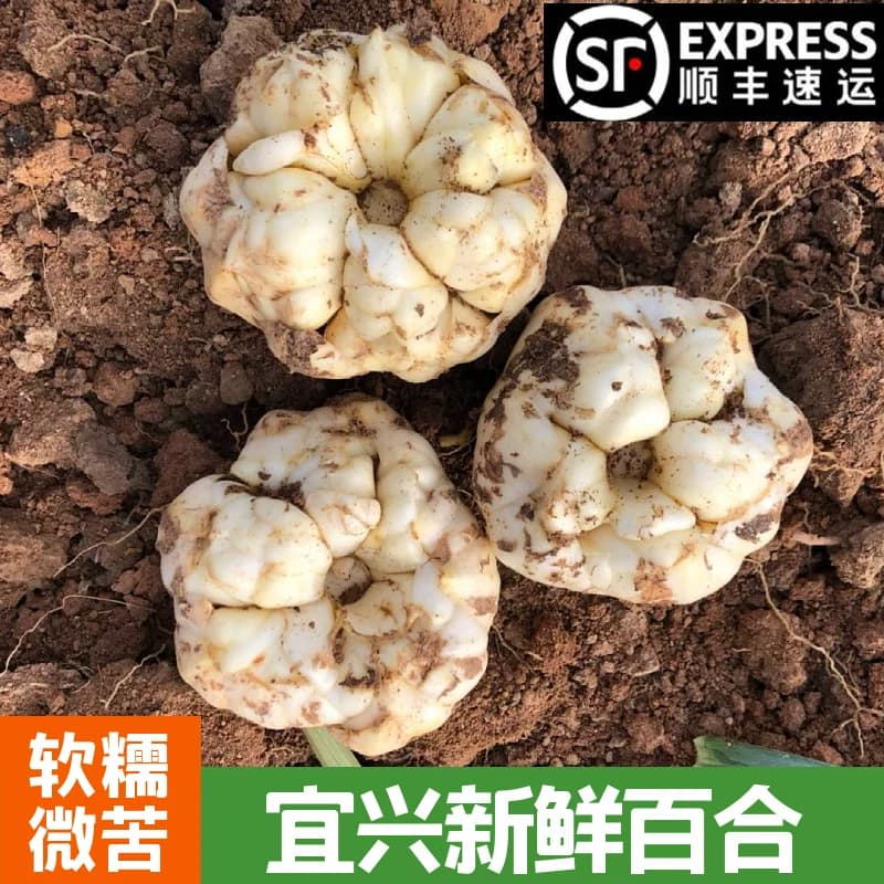 2026当季现挖宜兴新鲜大百合土特产纯农家食用无硫小白合软糯微苦