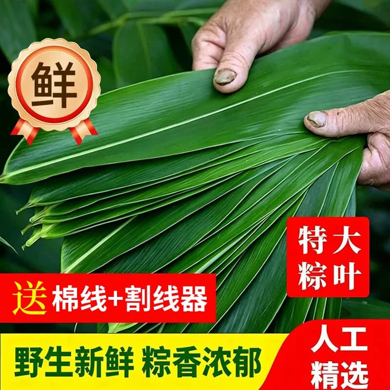 端午节包粽子专用粽叶粽子叶新鲜特大号鲜棕叶粽叶官方旗舰店批发 - 商品图1