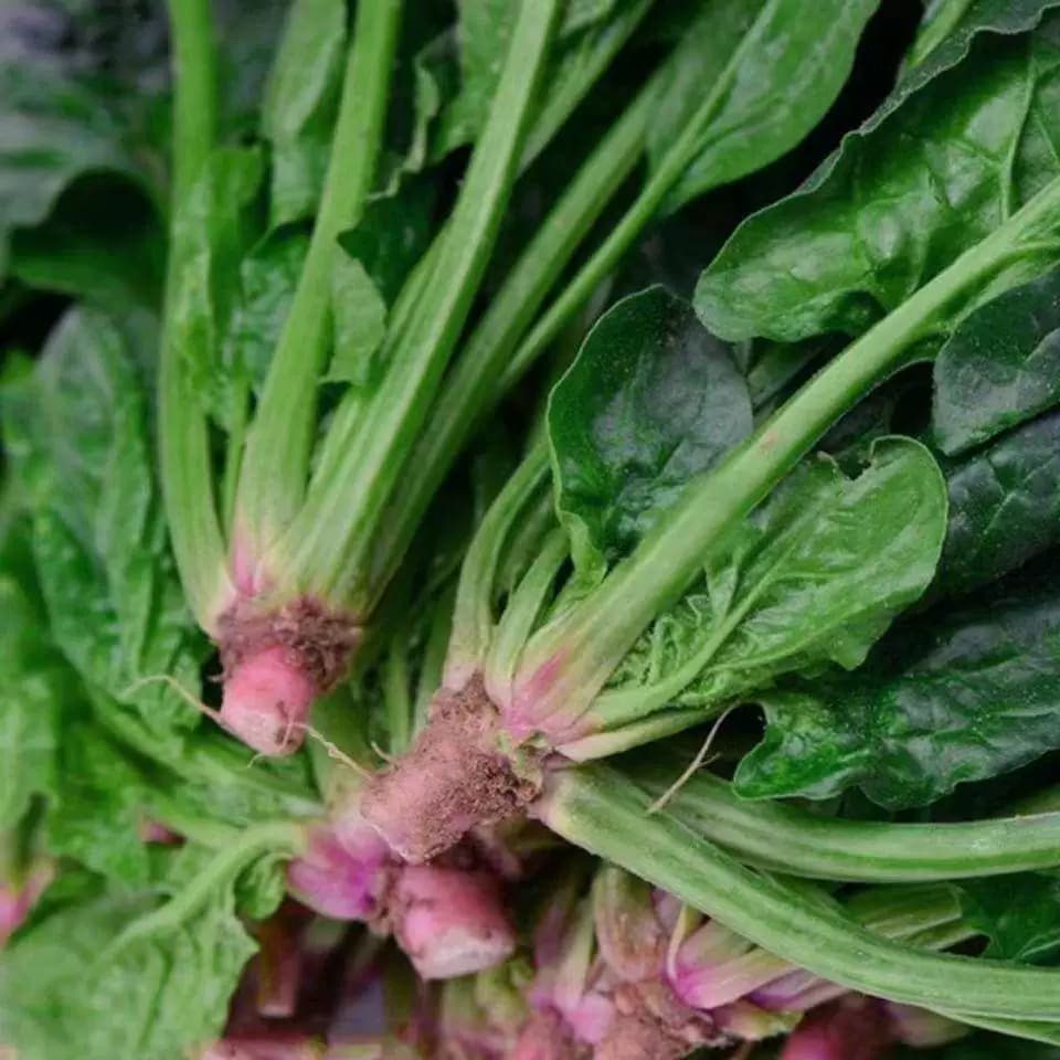 传统老菠种子红根大叶菠菜菜耐寒耐热可越冬田园易种植易管理蔬菜 - 商品图1