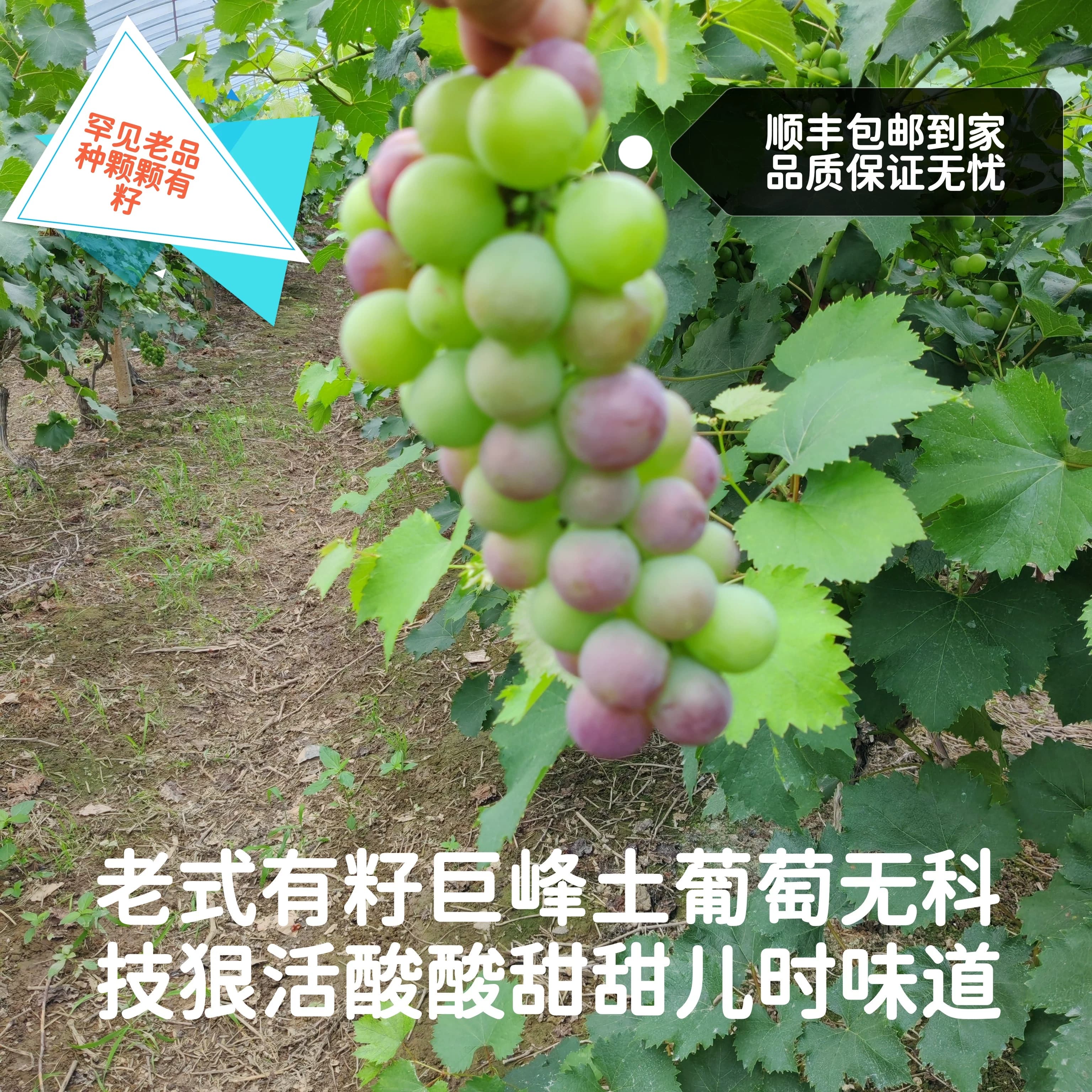 【露天有籽老品种】巨峰青红土葡萄无催熟膨大增甜小颗粒小串酸甜 - 商品图1