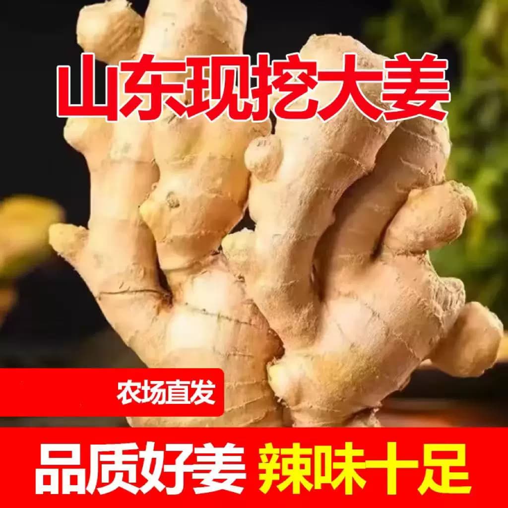 山东特产大黄姜新鲜无土辛辣味浓的生姜大块姜