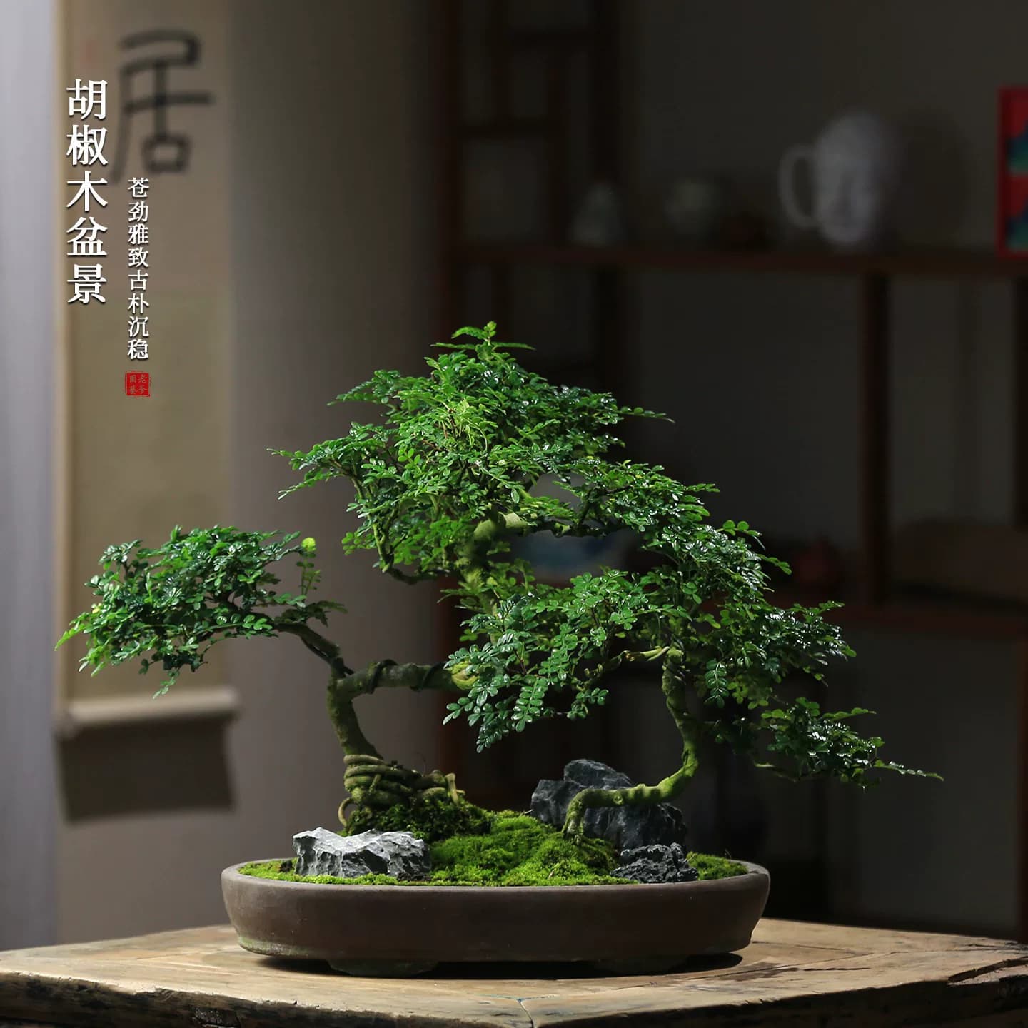 清香型胡椒木盆栽花卉室内驱蚊草植物树苗老桩盆景办公室绿植造型