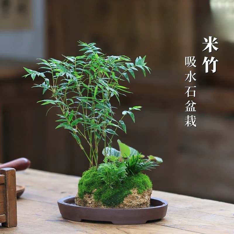 竹子室内盆栽米竹水培植物附石假山造景茶室禅意绿植吸水石盆景