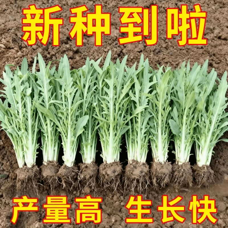 四季花芽甜麦菜种子广东甜麦菜苦麻菜籽青菜春秋季阳台蔬菜种孑籽 - 商品图1