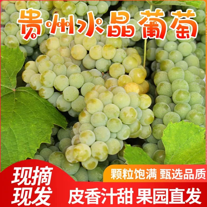 贵州特产水晶葡萄 农家自种葡萄新鲜水果绿葡萄 息烽红岩水晶葡萄 - 商品图1