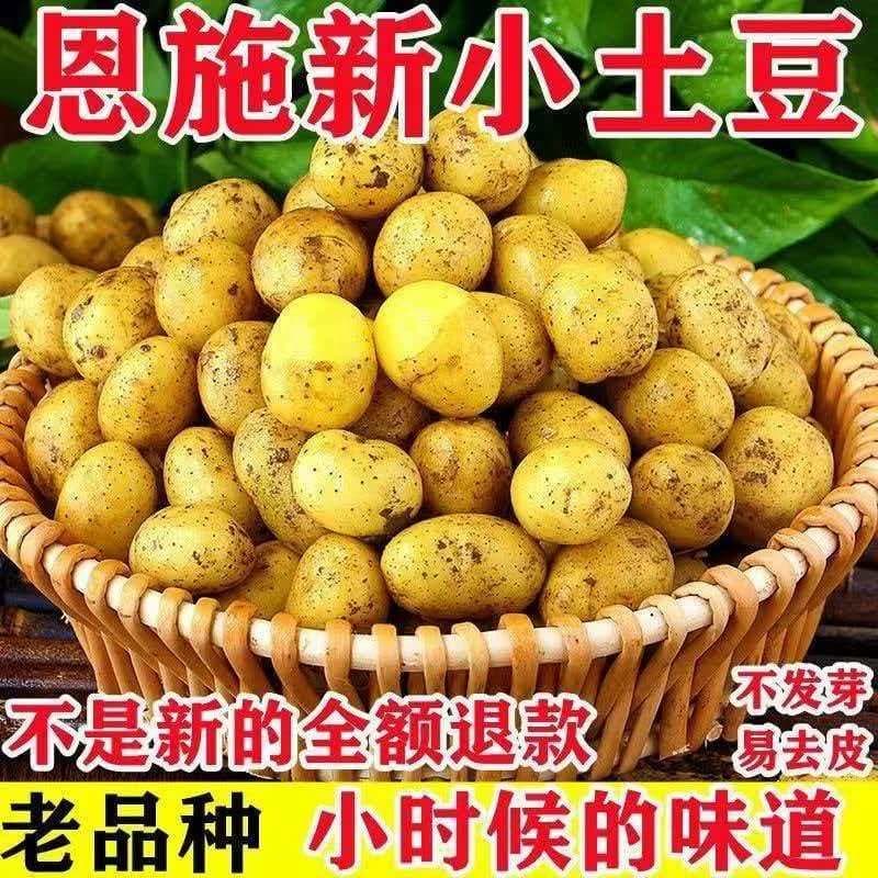 黄皮小土豆新鲜马铃薯正宗黄心薄皮土豆洋芋现挖蔬菜5香老品种 - 商品图1