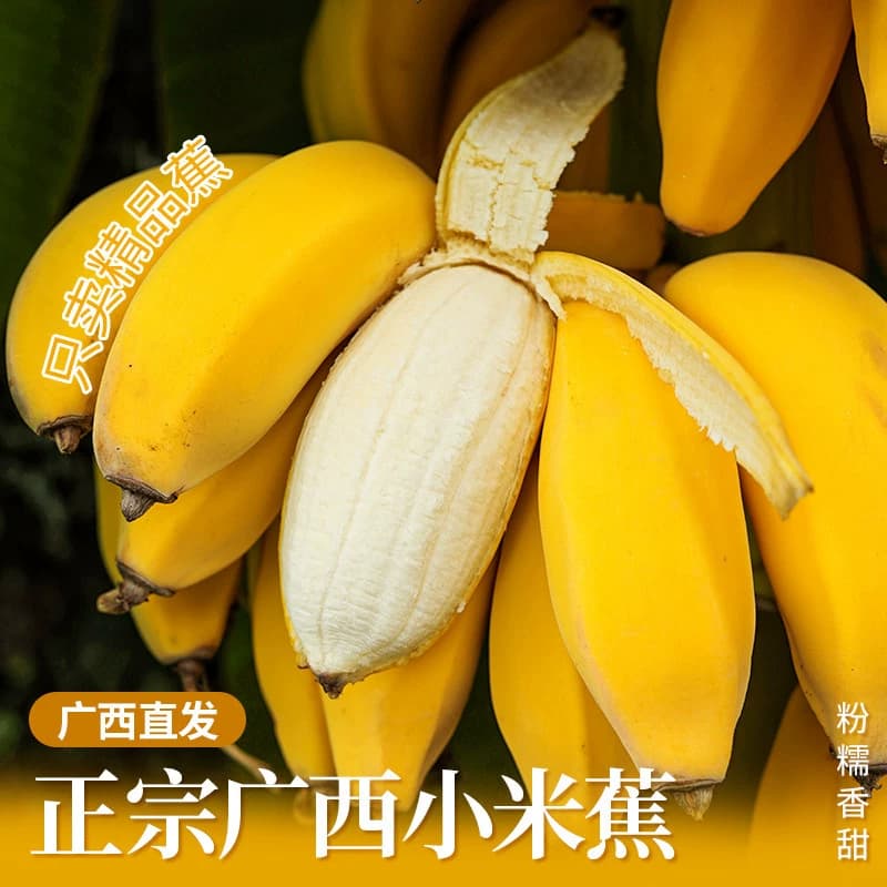 广西小米蕉当季新鲜水果自然熟小香蕉非芭蕉皇帝蕉整箱现摘大果 - 商品图1