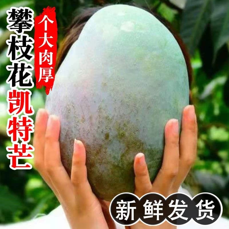 攀枝花凯特芒果9斤新鲜甜心芒当季水果现摘青皮芒特大果整箱包邮 - 商品图1