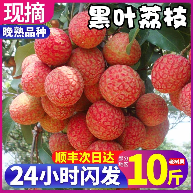 【晚熟品种】漳州黑叶荔枝新鲜现摘现发10斤老树水果整箱顺丰京东 - 商品图1