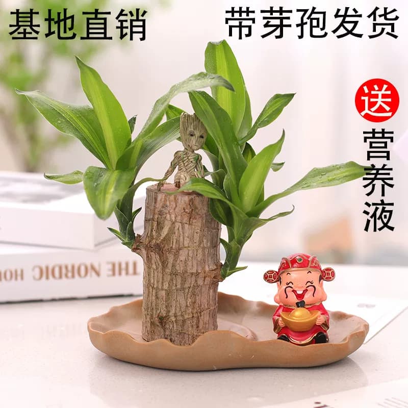 巴西木格鲁特树人水养幸运木开花绿植室内盆栽水培植物四季带芽孢 - 商品图1