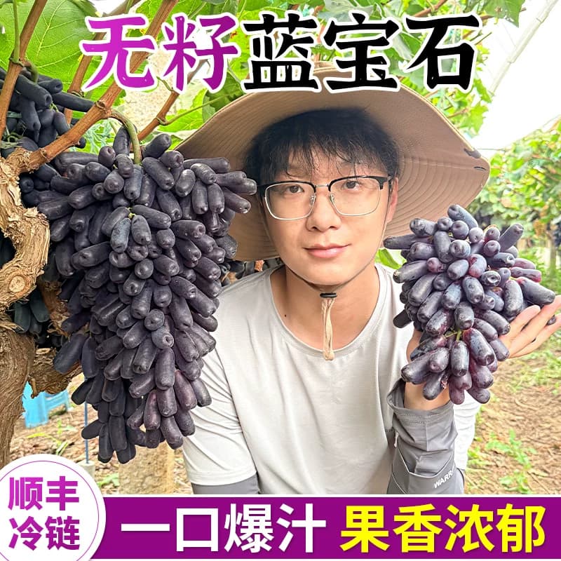 云南蓝宝石葡萄新鲜当季水果香甜金手指长黑拇指提子无籽顺丰包邮 - 商品图1