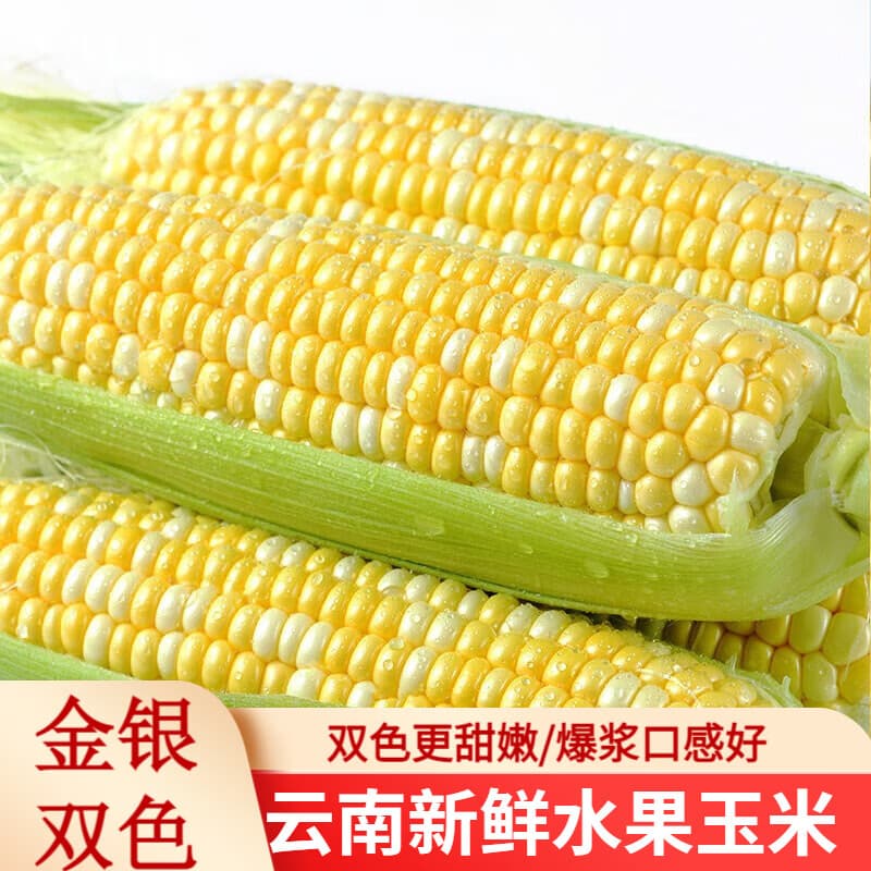 滇味十足(DIANWEISHIZU)水果玉米甜玉米云南金银双色新鲜甜嫩水果玉米棒鲜玉米茄果瓜 金银双色 净重2斤(约3-5根) - 商品图1
