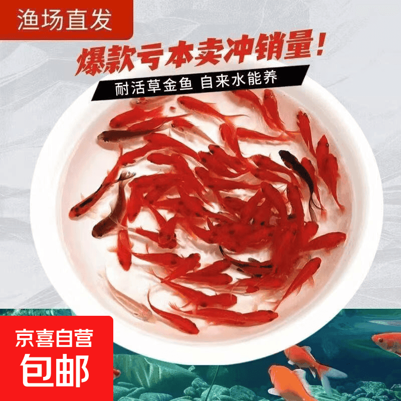 中国红冷水淡水观赏鱼锦鲤鱼活鱼金鱼小型好养红鲤鱼纯种小锦鲤 4-6CM红草金一条 - 商品图1