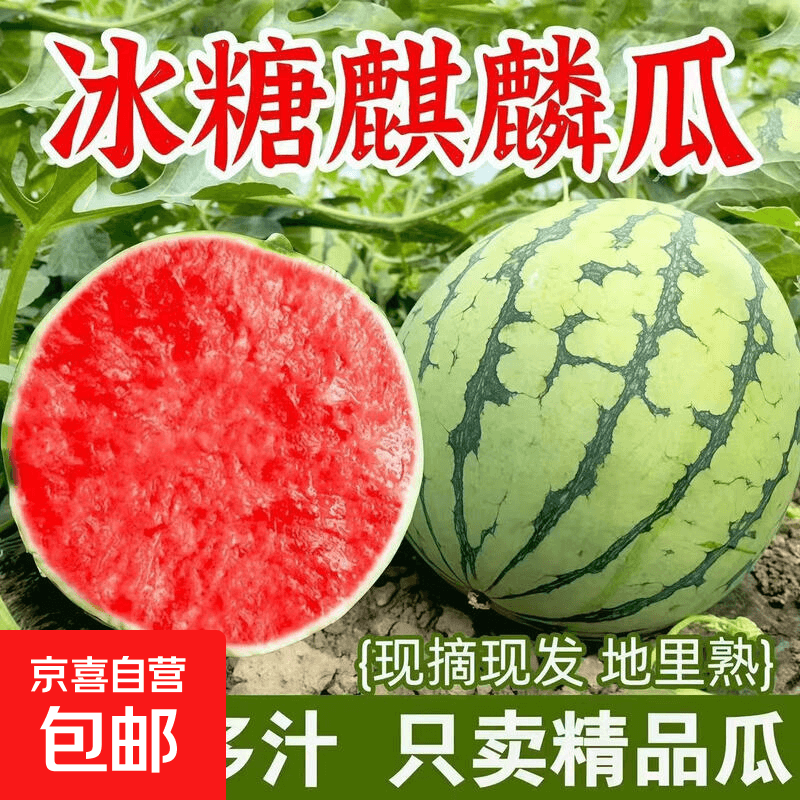 正宗麒麟西瓜现摘超甜薄皮 5-6斤优惠装 - 商品图1