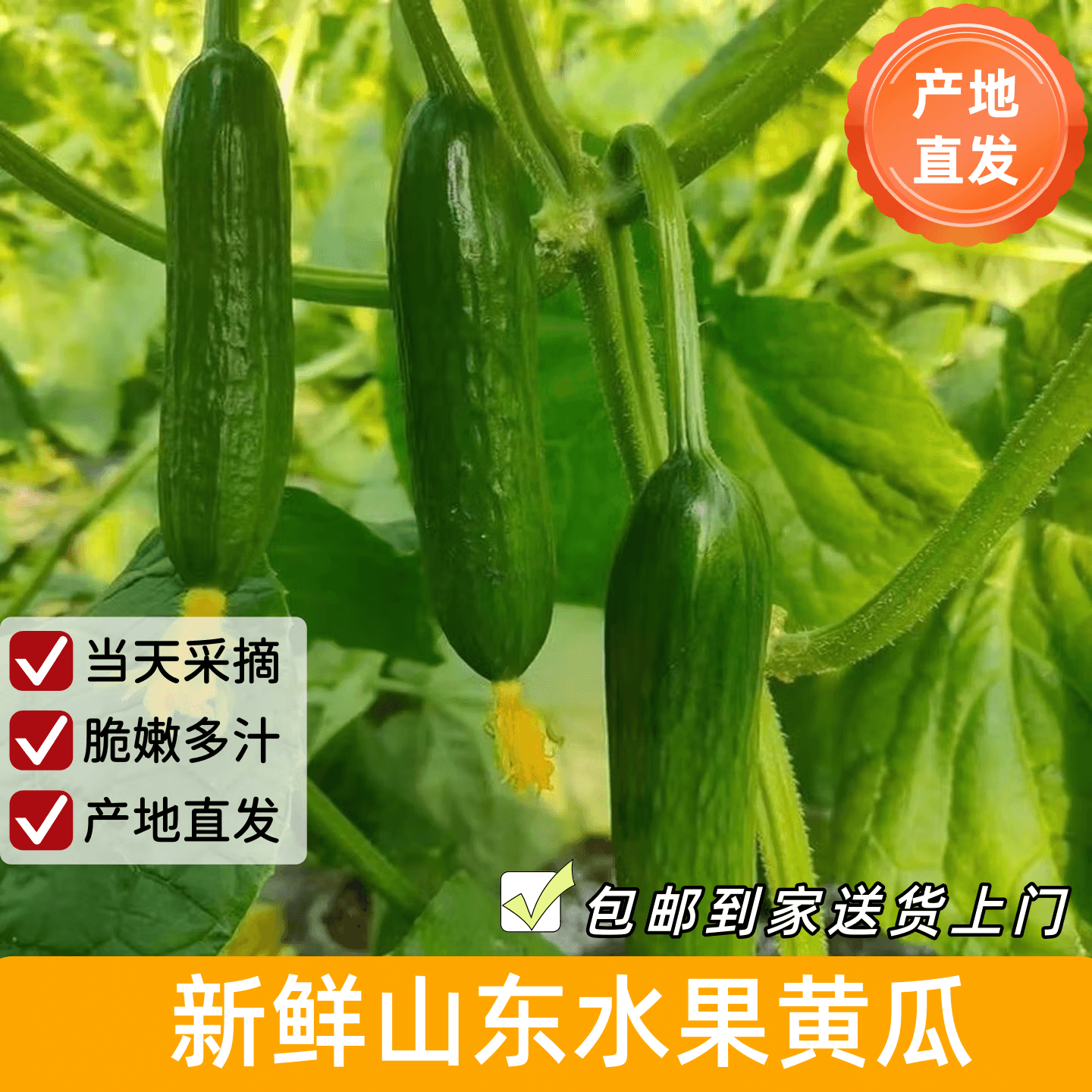 京鲜生 山东荷兰水果黄瓜 净4.5斤 单果70g+ 减脂必备源头直发 - 商品图1