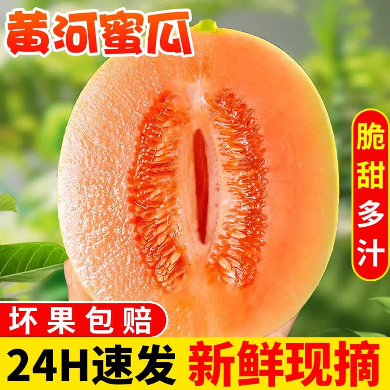 探味君 正宗黄河蜜瓜 新鲜水果甜瓜应当季时令脆香甜沙漠黄金哈密瓜民勤 净重2.8-3斤 【热卖装】脆甜多汁 - 商品图1