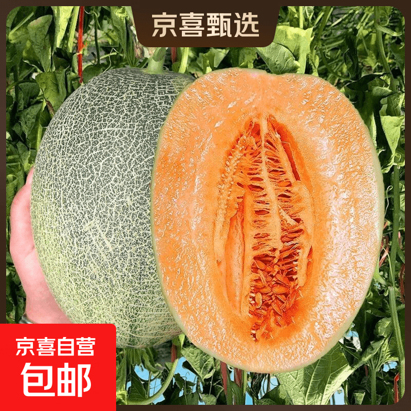京喜加山东头茬哈蜜瓜新鲜采摘沙漠甜瓜源头 净重4-5斤 2-3枚 - 商品图1