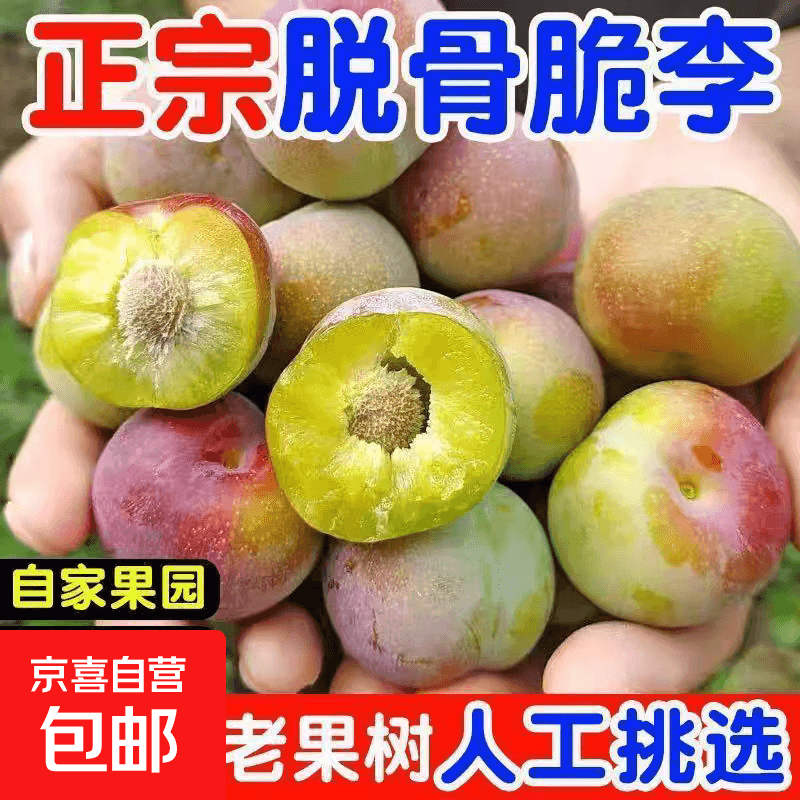 正宗四川脆甜脱骨李子应季新鲜水果青脆酸甜脱骨李冰糖李青红脆李 5斤 - 商品图1
