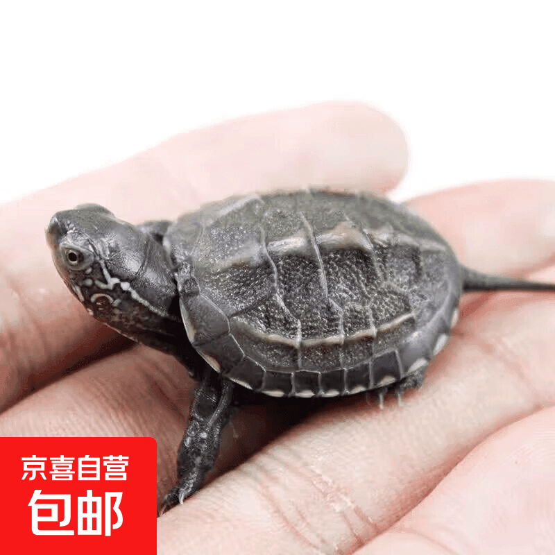 吃菜龟宠物龟萌宠小乌龟草龟苗招财龟小乌龟外塘冷水养殖长寿龟 中华草龟2-3厘米 1只单身 - 商品图1