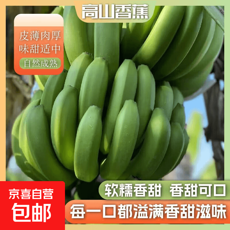 京喜加正宗高山香蕉威廉斯香蕉味浓郁新鲜水果现砍现发需催熟 高山香蕉净重9斤 - 商品图1
