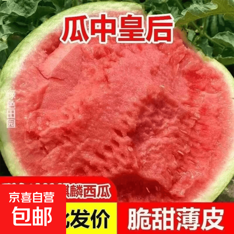 新鲜正宗冰糖麒麟瓜美都西瓜甜美多汁水果皮薄无籽有籽现摘现发 5-6斤【新鲜现摘 皮薄脆甜】 - 商品图1