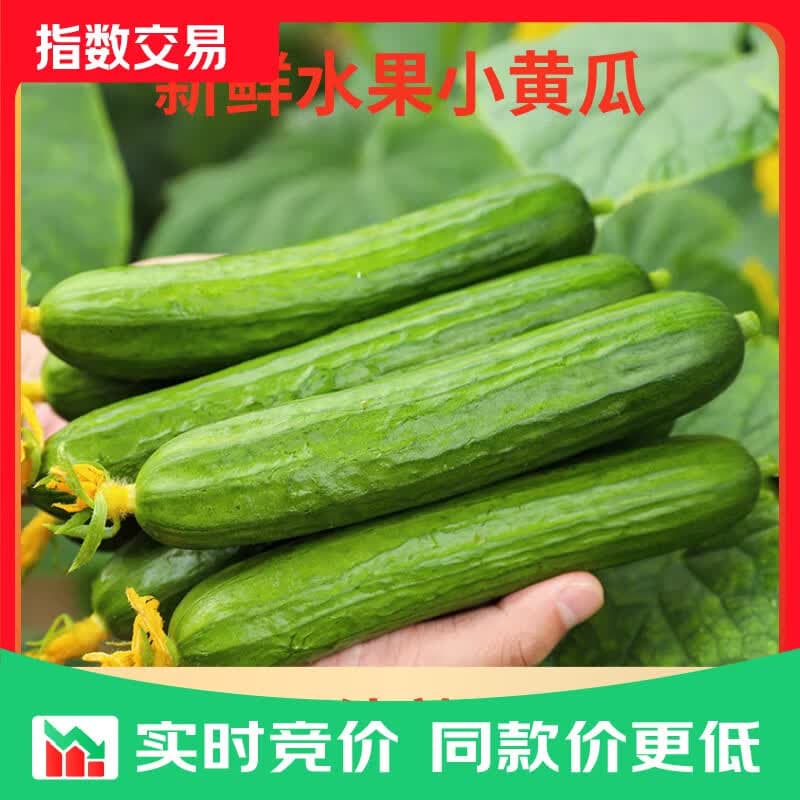 新鲜无刺水果小黄瓜小青瓜脆甜荷兰脆嫩生吃黄瓜蔬菜 泡沫箱装 4斤 - 商品图1