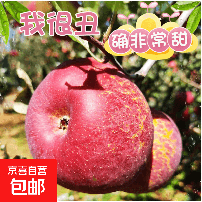正宗红富士丑苹果脆爽多汁应季红富士苹果新鲜苹果多仓混发 整箱2斤净重1.7斤A+级中果【果径70-75】 - 商品图1