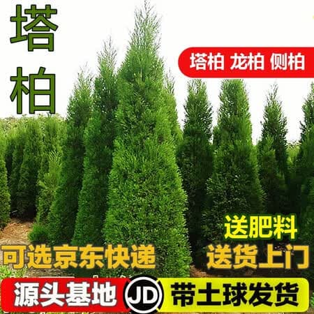 枫溢秋塔柏树苗柏苗松柏树苗扫墓墓地松树苗柏树苗四季长青工程绿化苗木 1.4-1.6米高 - 商品图1