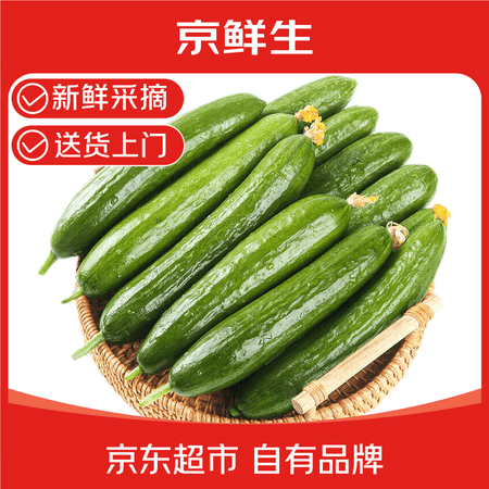 京鲜生 山东荷兰水果黄瓜 净重3斤 单果70g+ 小青瓜 健康轻食 源头直发 - 商品图1