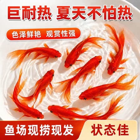 宠小侠草金鱼活鱼锦鲤鱼苗观赏鱼淡水鱼冷水鱼小型耐活活体小金鱼红草金 3-6cm草金10条 - 商品图1