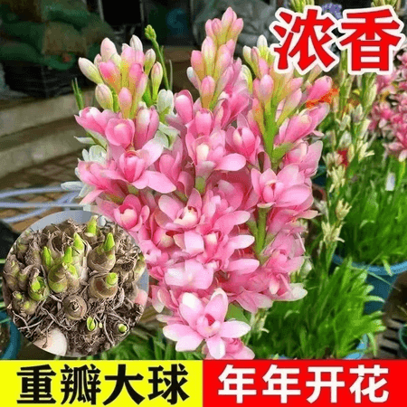 晚香玉种球多头重瓣盆栽浓香型阳台庭院室外耐旱寒植物花卉JEH 拍一发三【五芽】 - 商品图1